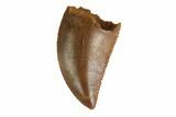 Serrated, Raptor Tooth - Real Dinosaur Tooth #144615-1